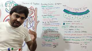 Ultra Filtration Urine Formation Part 1  Function of Nephron 1 Mechanism of filtration in kidney [upl. by Streeto]