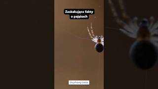 Zaskakujące fakty o pająkach🤯 [upl. by Emerick418]