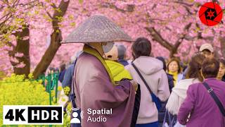 2024 Japan Earliest Cherry Blossoms  Kawazu Sakura  4K HDR Relaxation  3 Hours [upl. by Nadual]