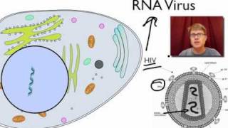 Viral Replication [upl. by Nirrat748]