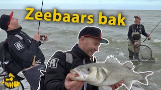 Zeebaars bak van 70 cm  Roofvissen op het strand met Paans amp van der Sanden [upl. by Peale]