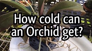 How Cold can a Phalaenopsis Orchid Get amp What does Phalaenopsis Orchid Bud Blast Look Like [upl. by Llevol133]