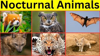 Animals Active at Night  Nocturnal Animals for kids [upl. by Rahman]