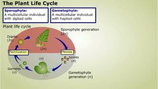 Plant Life Cycle [upl. by Netsryk329]