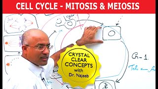 Cell Cycle and Genes  Mitosis amp Meiosis [upl. by Rodnas]