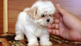 Female Malshi puppy Maltese Shih tzu mix [upl. by Ahsinoj312]