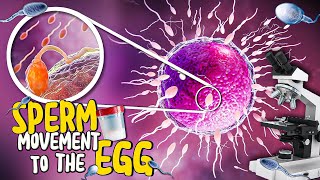 Sperm and egg fertilization under the microscope Zoom×1000 science fertilization sperm [upl. by Courtund]