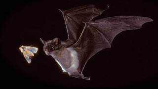 Bats in our Midst  KQED QUEST [upl. by Elia937]