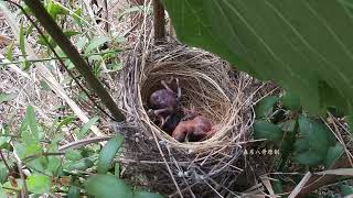 The cuckoo quickly did something bad，orcing the brothers out of the nest鸟妈妈不在家，杜鹃鸟赶紧干坏事，差点把2个兄弟顶出了鸟窝 [upl. by Evelunn]