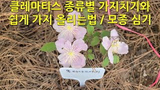 클레마티스 종류별 가지치기와 쉽게 가지 올리는 법  모종 심기 Pruning clematis by type and how to easily raise branches [upl. by Lundt]