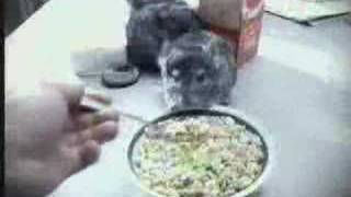 Chinchilla Commerical [upl. by Airpal]