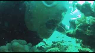 Scarlet Cleaner Shrimp climbs in divers mouth in Hawaii [upl. by Yllus]