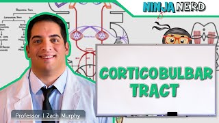 Neurology  Descending Tracts Corticobulbar Tract [upl. by Olenka]