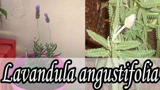 Cuidados de Lavanda  Trasplante y morfologÍa de Lavandula angustifolia  Como cuidar lavandas [upl. by Adlecirg]