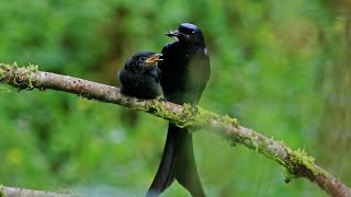 The Bronzed drongo parent feeding baby outside the nest 小卷尾巢外育雛 [upl. by Aryamo]