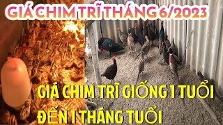 Giá chim trĩ giống tháng 8 năm 2023 Chim trĩ giống miền Bắc giá Chim trĩ xanh đỏ miền bắc [upl. by Einahc386]