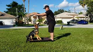 German Shepherd Puppy Training  6 months old  How to Train Hand Commands to Voice Commands [upl. by Weigle]