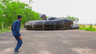 Anaconda Snake Attack In Real Life [upl. by Nahtanoy]