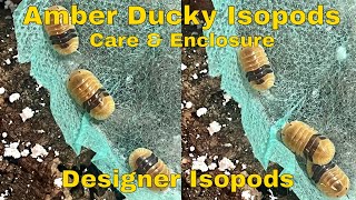 Cubaris Sp Amber Ducky Isopods  Rare Isopod  Care amp Enclosure Build  Designer Isopods [upl. by Norty]