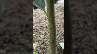 H Cut Grafting Technique StepbyStep Guide for High Successshorts gardening grafting bonsai [upl. by Lanza454]