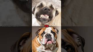 Cane Corso VS Presa Canario VS Rottweiler VS Kangal VS American Bulldog FIGHTERS shorts viral [upl. by Annasor]