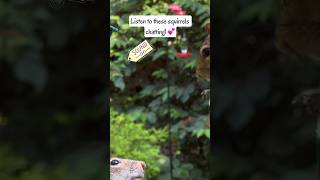 Listen to These Squirrels Chatting shorts [upl. by Asserac]