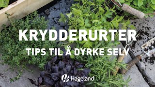 Krydderurtertips  til å dyrke selv [upl. by Lurette]