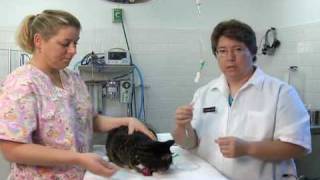 How to Give a Cat Subcutaneous Fluids at Home [upl. by Atinahc]