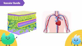 Describe the internal structure of a leaf and its role in photosynthesis [upl. by Aetnahc783]