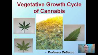 Vegetative Growth Cycle of Cannabis [upl. by Htilil]