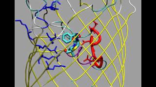 Simulation of ampicillin translocation through E coli OmpF [upl. by Danielle]