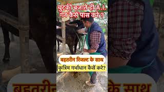 Artificial insemination l AI I कृत्रिम गर्भाधान l Dr Umar Khan [upl. by Atelahs]