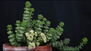 Crassula rupestris  FelsenDickblatt Jade Neckless [upl. by Eada]