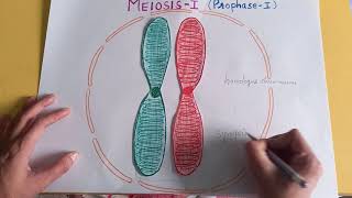 PROPHASE I OF MEIOSIS I  synapsissynaptonemal complexbivalenttetrad chiasmataCELL DIVISION [upl. by Sherry]