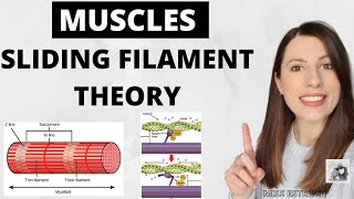 Structure amp function of skeletal MUSCLES Myofibrils sarcomere sliding filament theory [upl. by Eirollam844]