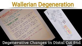 Wallerian Degeneration [upl. by Ynahirb]