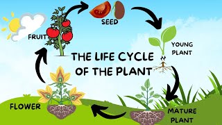 THE LIFE CYCLE OF THE PLANT [upl. by Noevad]