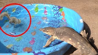 Lizard Jumps in Pool Grabs Wild Animal Eats It [upl. by Rangel]