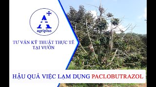 HẬU QUẢ VIỆC LẠM DỤNG PACLOBUTRAZOL [upl. by Dash]