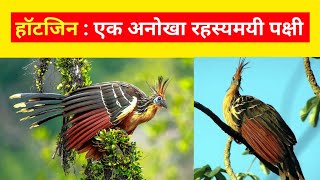 Hoatzin  एक अनोखा रहस्यमयी पक्षी। Bird Facts [upl. by Brooke]