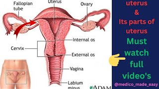 Uterus ll Anatomy of Uterus in hindi ll Function of uterusll Bd Chaurasia ll BAMS ll Bsc ll ANM ll [upl. by Bartram]