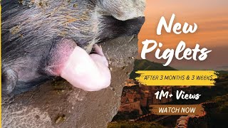 New Piglets after 3 months amp 3 weeks  How Pigs Fallow  give birthProduces animal pigfeed [upl. by Aivil812]