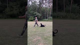 dogtraining hundesport hundeliebe sportdog dobermantraining dobermanlove [upl. by Manoop]