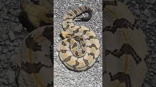 Canebrake Rattlesnake [upl. by Hamaso553]