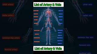 list of artery and vein artery veins shorts medical viral [upl. by Ihtraa497]