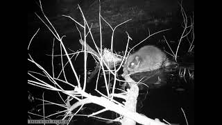 Beaver building dam Krępa Poland [upl. by Ocsirf]