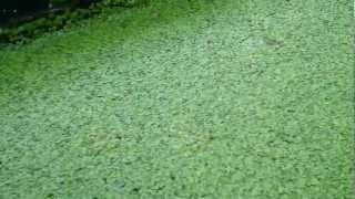 Bioponica Incubator Growing Heaps of Duckweed [upl. by Koran]