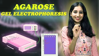 AGAROSE GEL ELECTROPHORESIS I Technique  Complete Details [upl. by Lotsirhc]