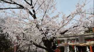 Sakura Cherry Blossoms in Kyoto Shirakawa 2013 【HD】 [upl. by Frank]