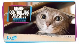 Toxoplasmosis How Parasites in Your Cat Can Infect Your Brain [upl. by Aneis518]